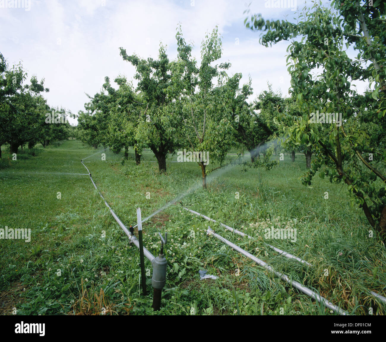 Sprinkler irrigation in pear orchard. Parkdale. Upper Hood River Valley