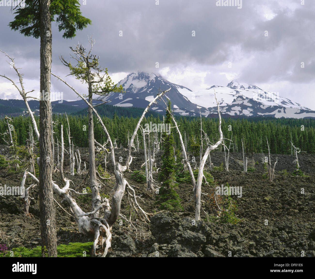 Old pine snags in Belknap lava flow. North and middle Sisters. Cascade Range. Willamette National Forest. Oregon. USA Stock Photo