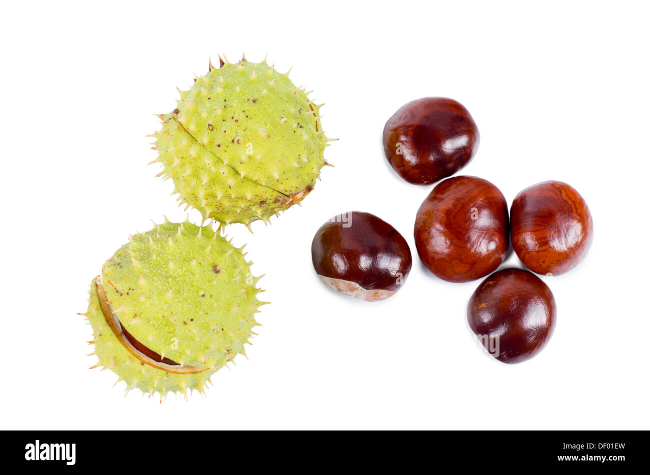 Fresh sweet chestnuts from the Castanea tree complete with their spiny protective green husk and also with the husk removed to show the brown shell, isolated on white. Stock Photo