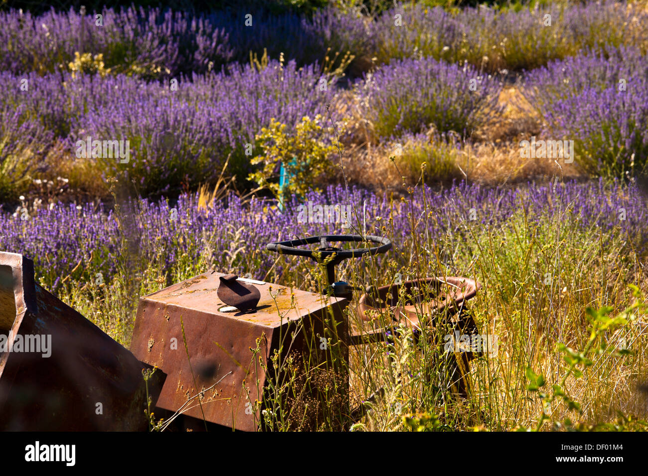 Derelict farm machine in a blooming field of Lavender (Lavandula angustifolia) around Boux, Luberon Mountains, Vaucluse Stock Photo