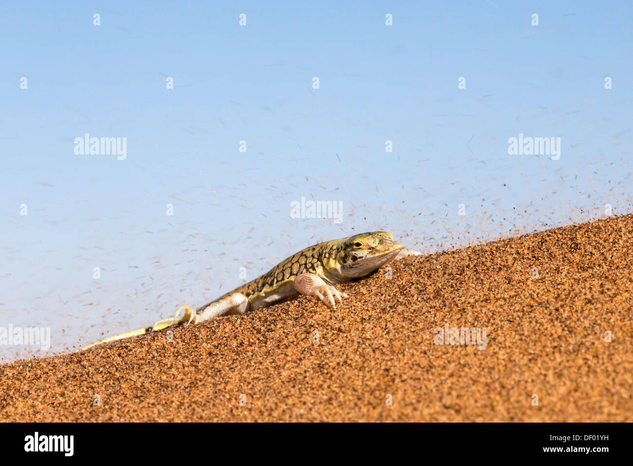 Shovel-snouted lizard (Meroles anchietae), Namib Desert, Namibia, April 2013 cropped Stock Photo