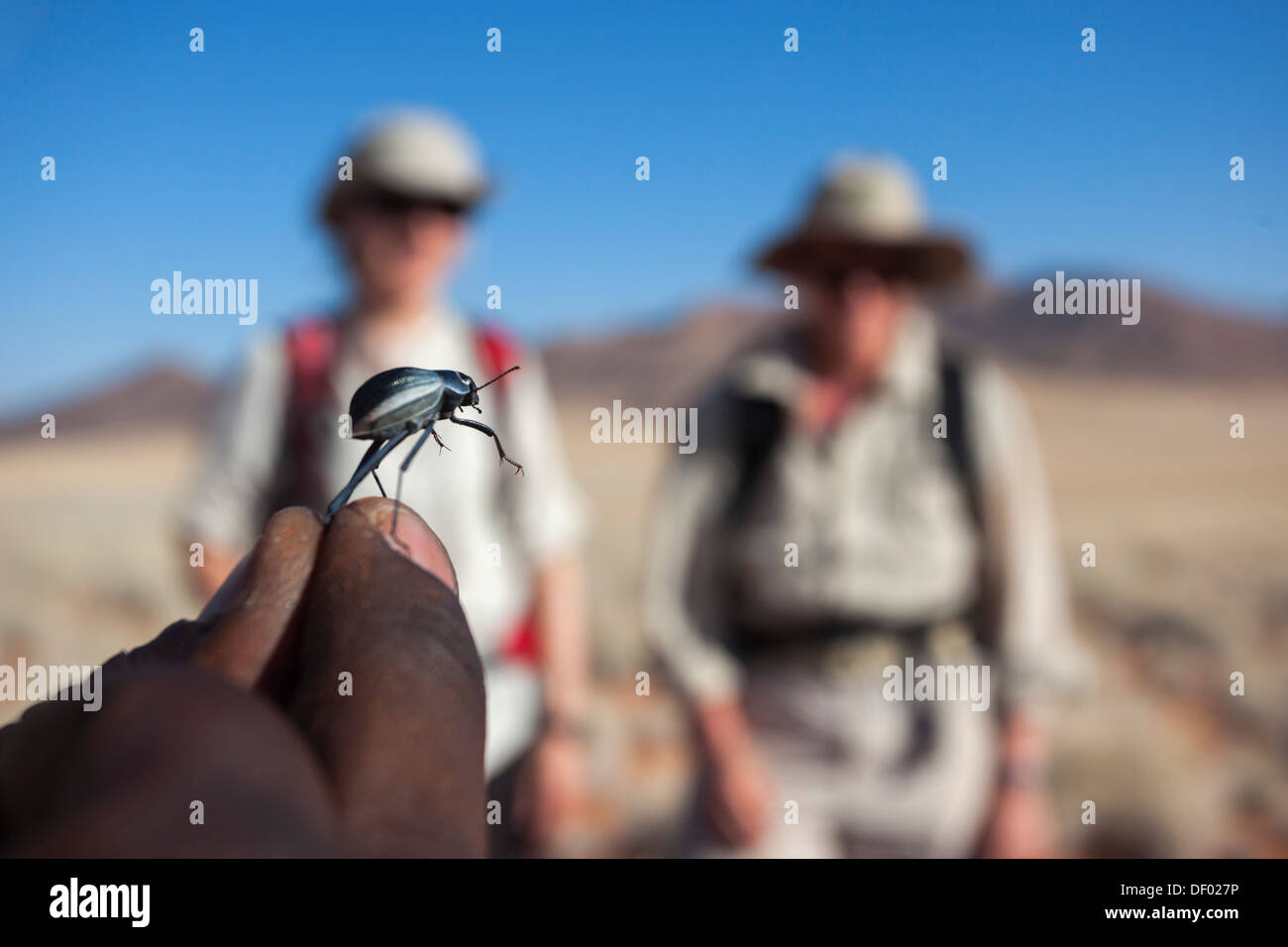 Waxy darkling beetle (tok tokkie beetle) (Tenebrionidae) being shown to traillists, NamibRand nature reserve, Namibia, Africa Stock Photo