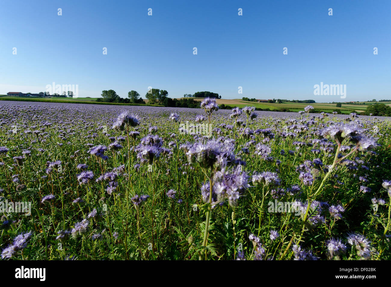 A field of Scorpionweed (Phacelia), green manure, Schupfing near Halsenbach, Upper Bavaria, Bavaria Stock Photo