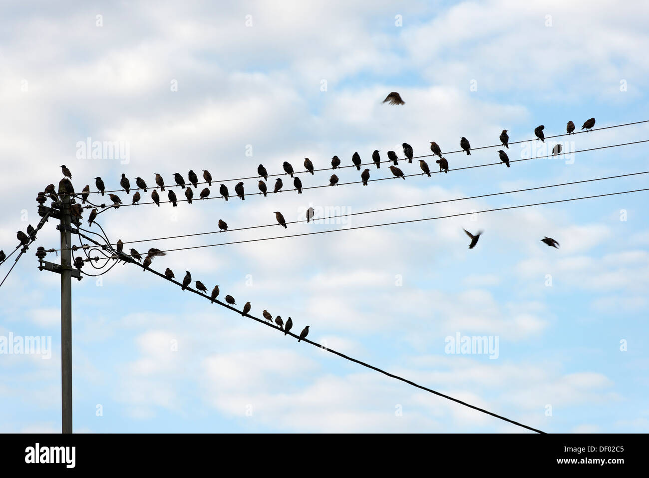 Starlings (Sturnidae) perched on a power line, Upper Bavaria, Bavaria Stock Photo