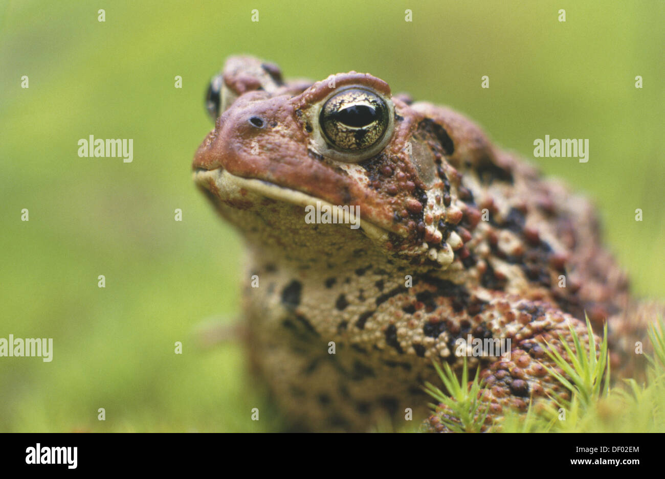 American toad (Bufo americanus). Natural pest control. Ontario. Canada