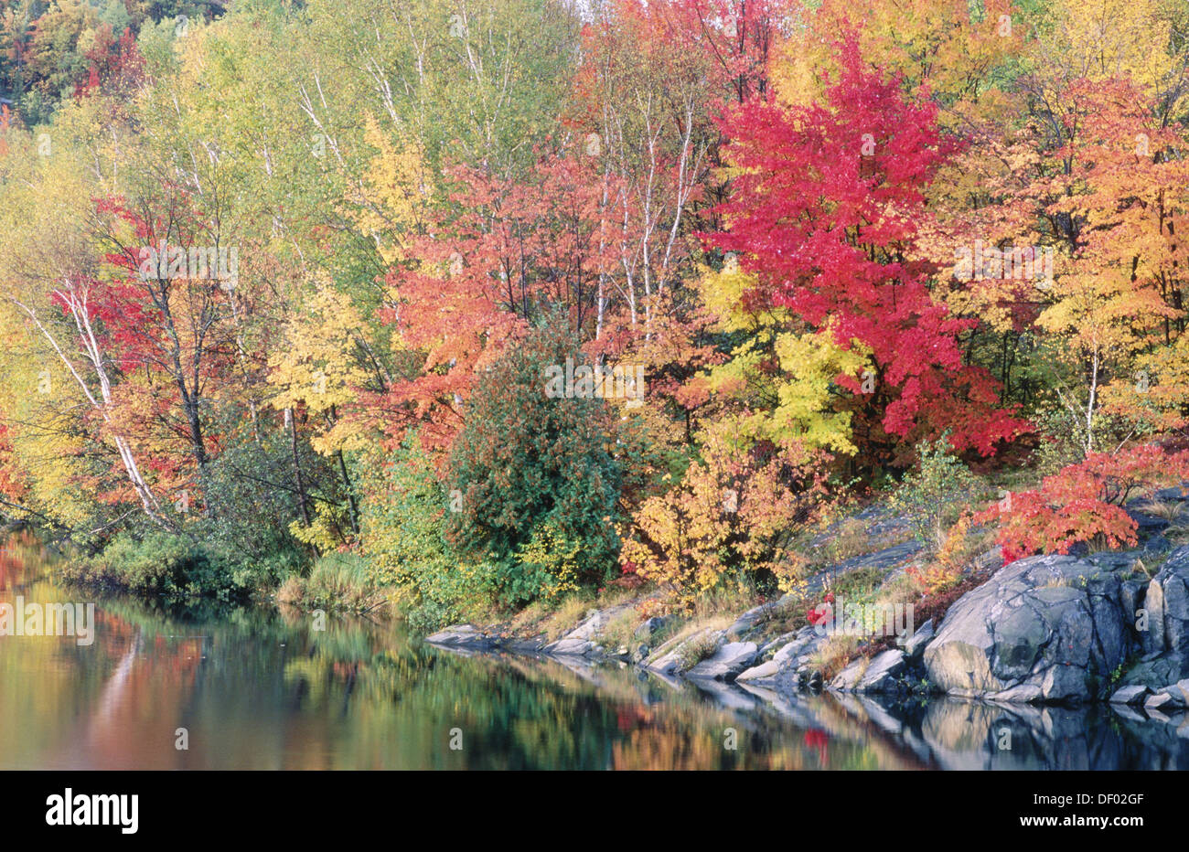 Autumn colours of maple and birch along shore of Simon Lake. Naughton