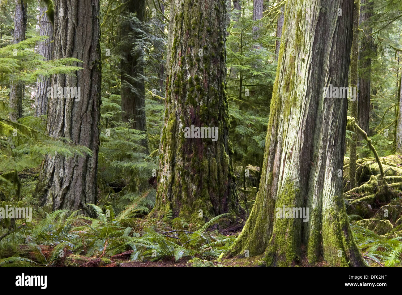 Hemlock Grove Stock Photo More Pictures of 2015 iStock