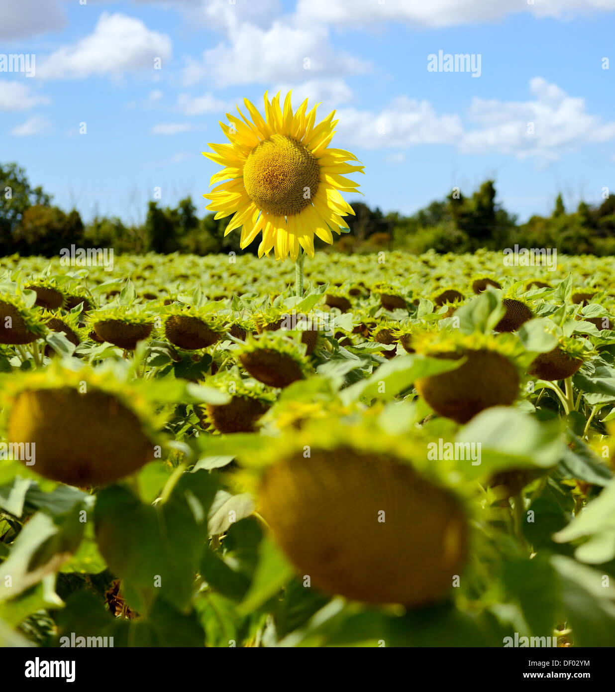 Standing out from the crowd on sunflower above all the rest. Stock Photo