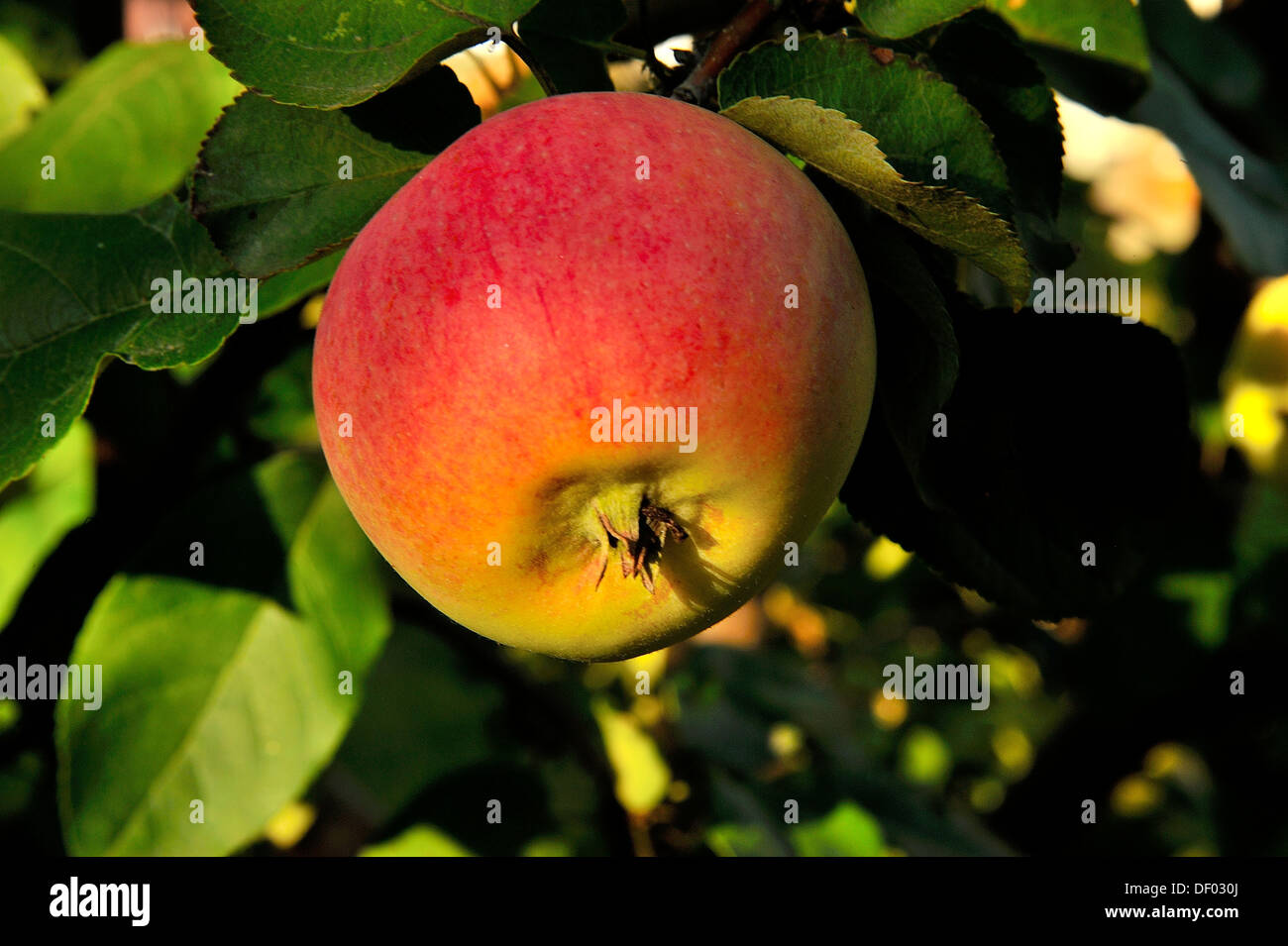 One red apple hanging from an apple tree branch, Stock Photo
