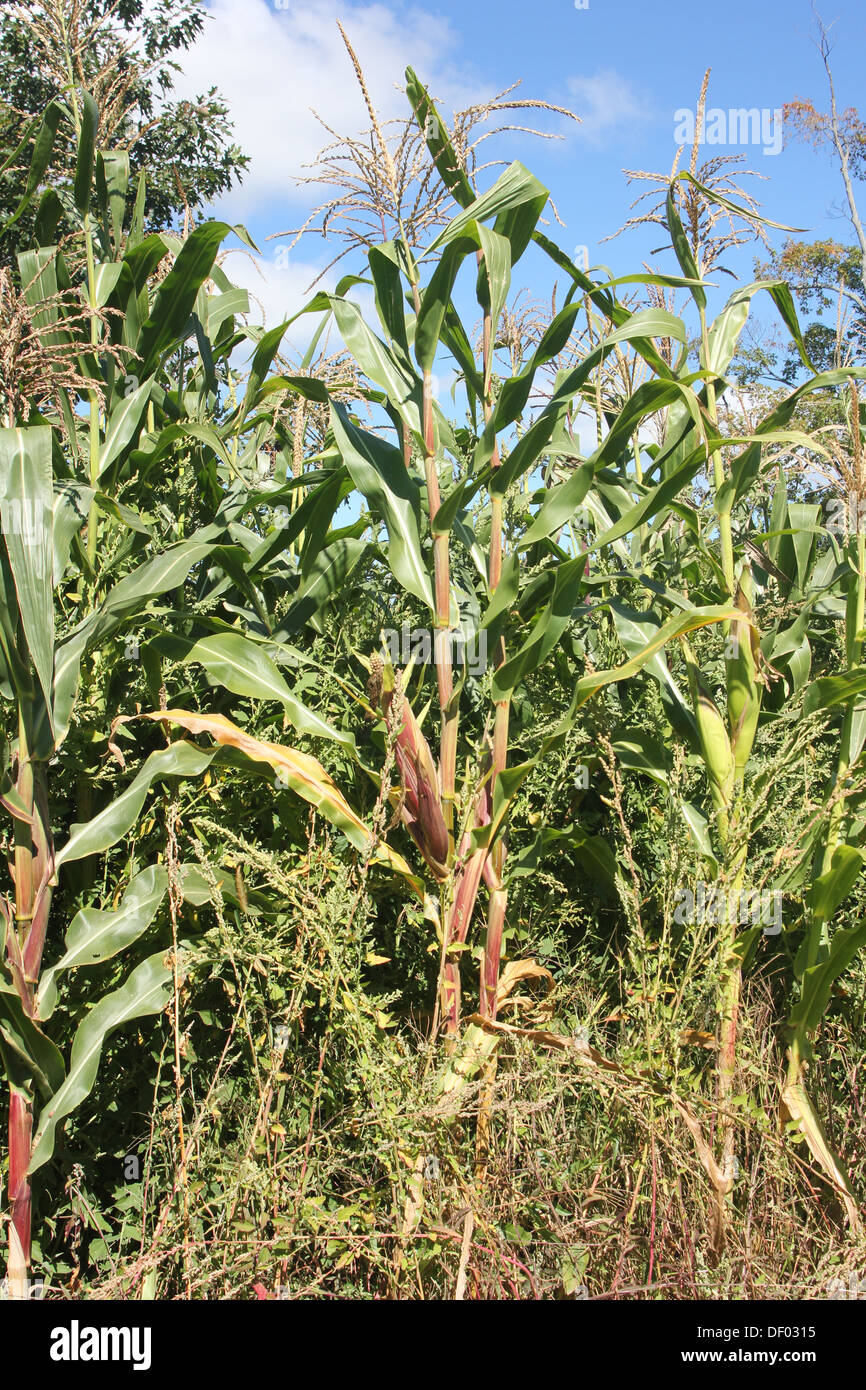 Tall corn stalks with tassels on top and some colored ears on stalks Stock Photo