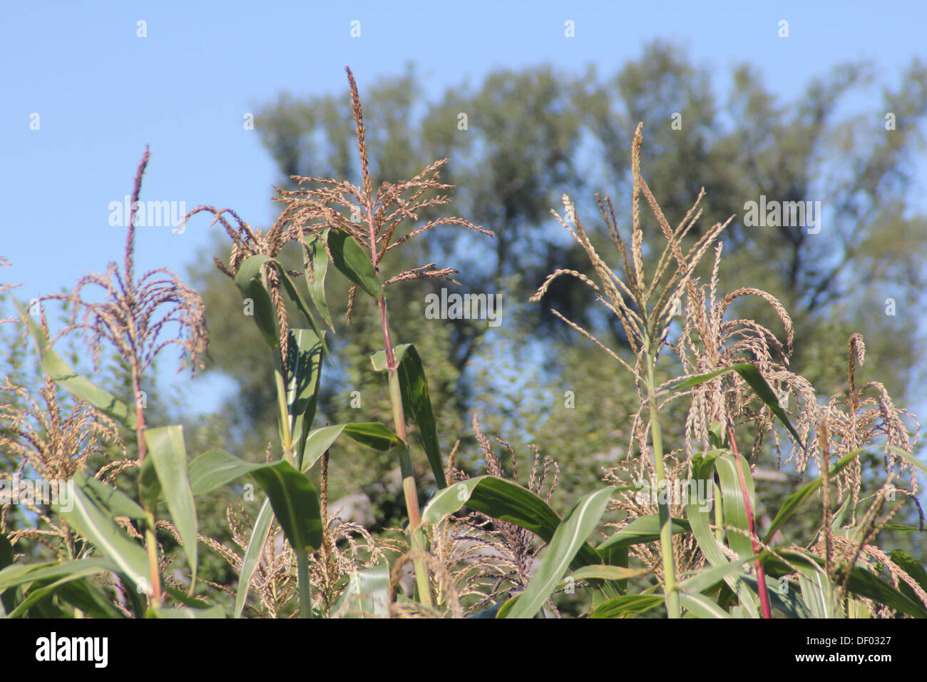 Corn stalk hires stock photography and images Alamy