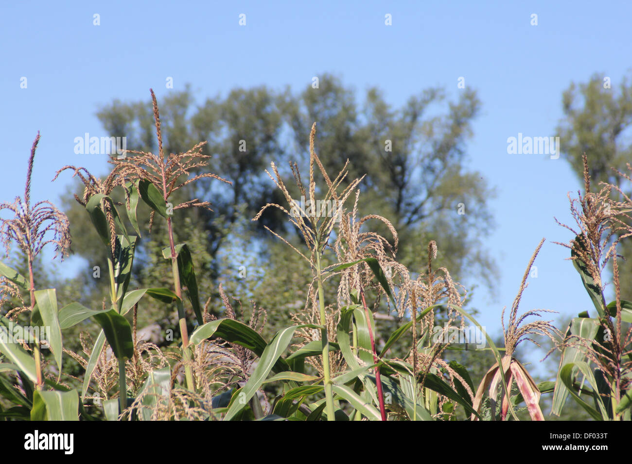 The male part of the corn is the tassel hires stock photography and