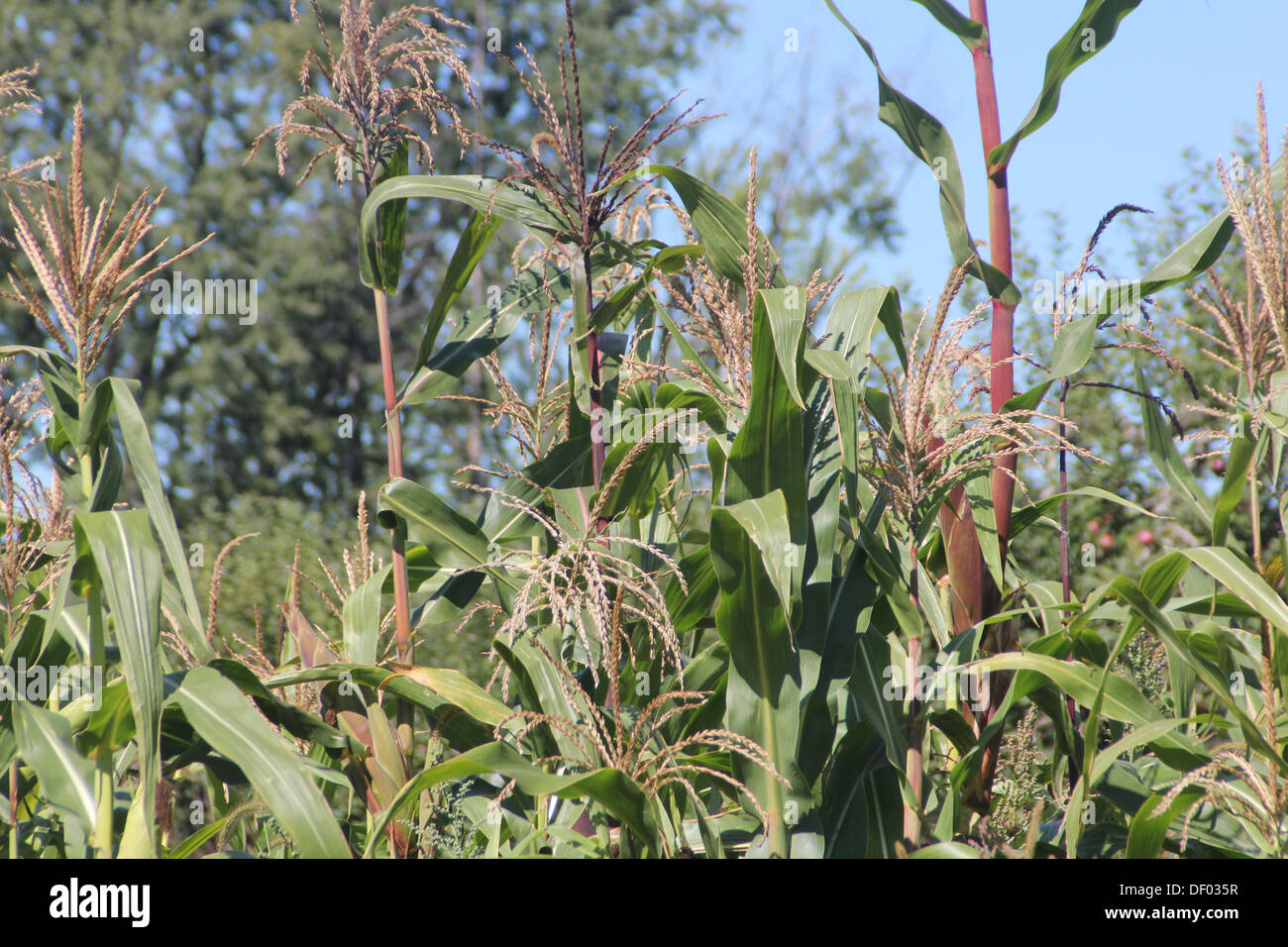 Corn tassel hires stock photography and images Alamy