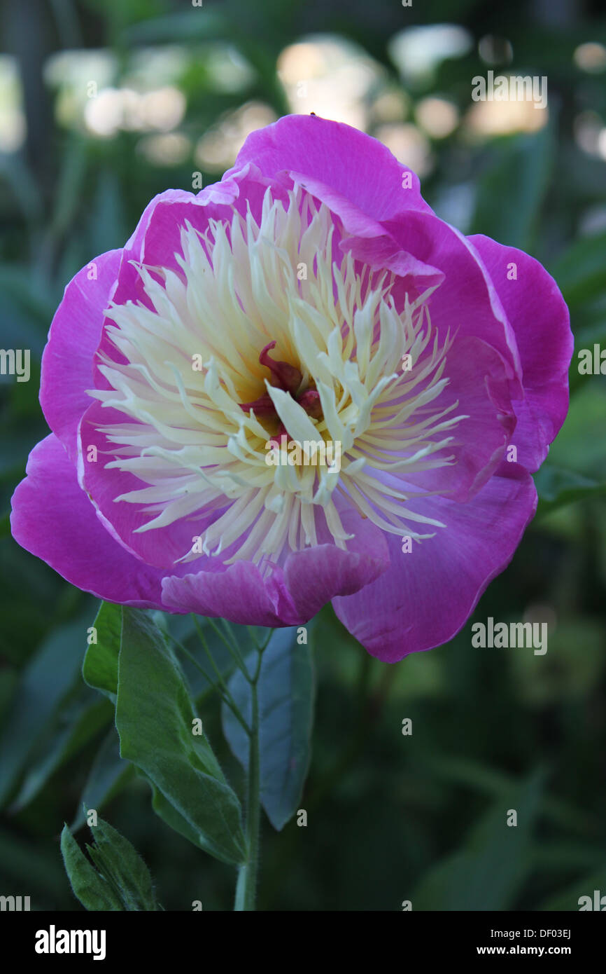 Purple Peony flower Stock Photo Alamy