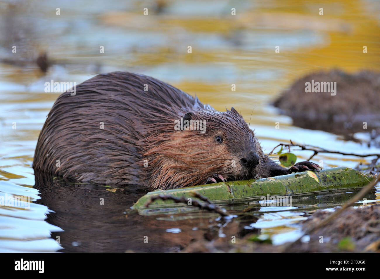 A beaver feeding on some bark from a green aspen tree Stock Photo