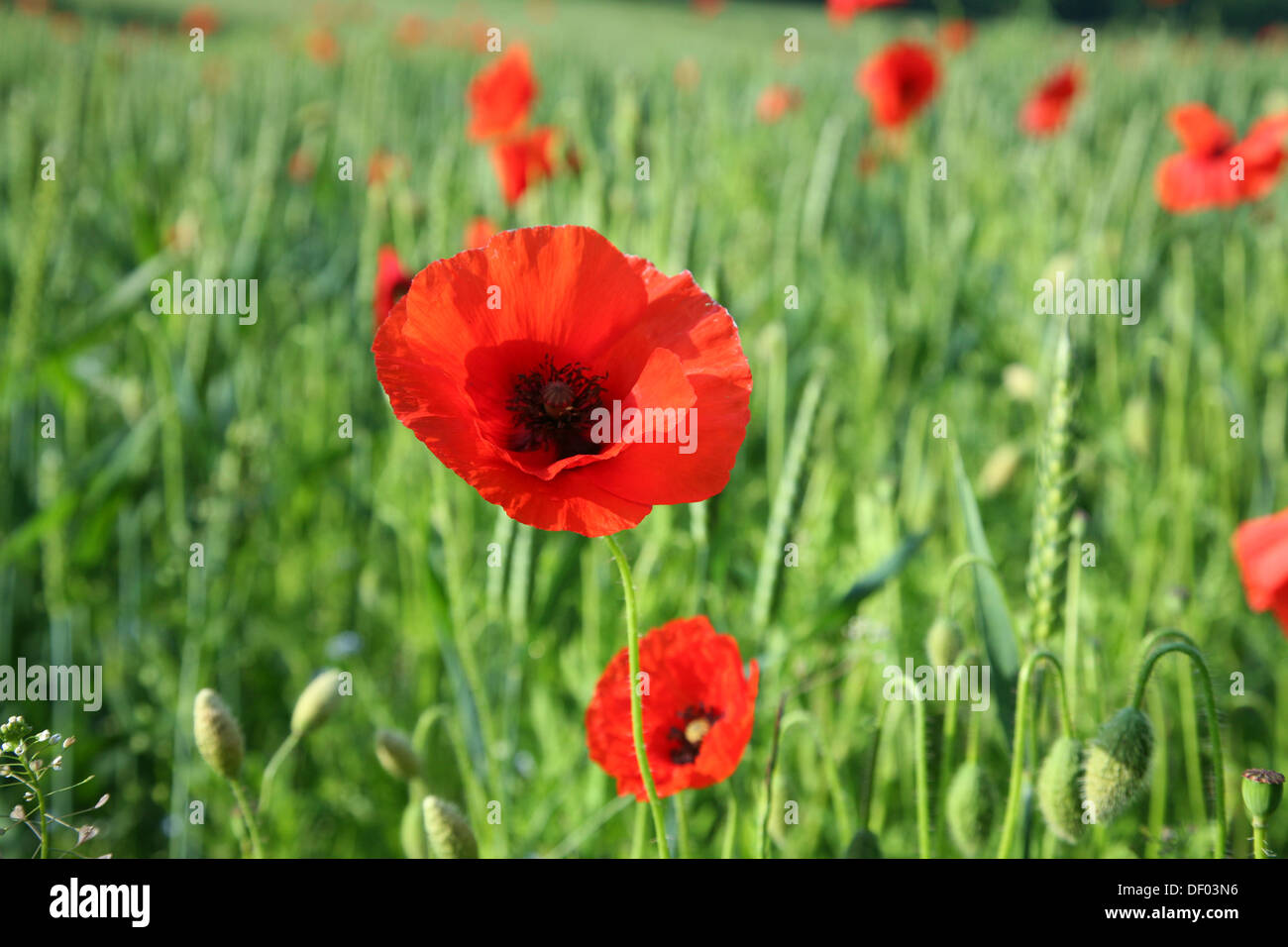 Poppies flanders field france hi-res stock photography and images - Alamy