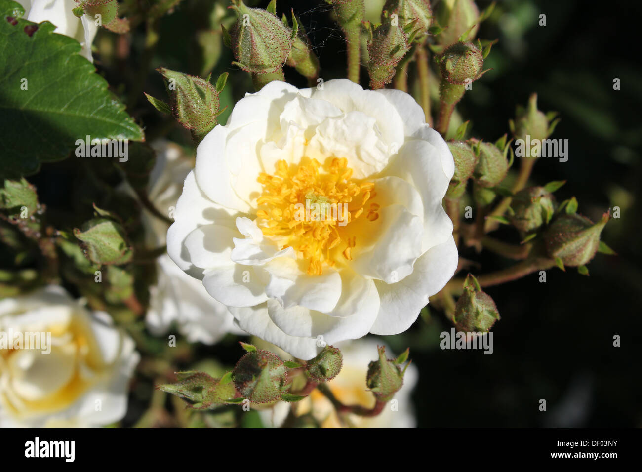 Rambling rector hi-res stock photography and images - Alamy