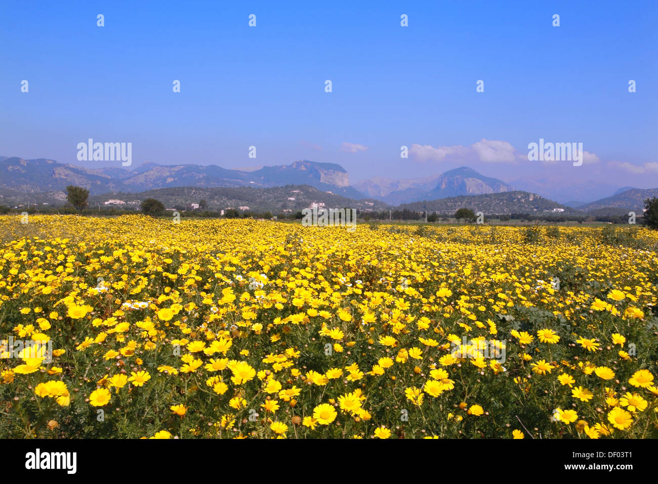 Flowering meadow near Inca, Mallorca, Balearic Islands, Spain Stock Photo