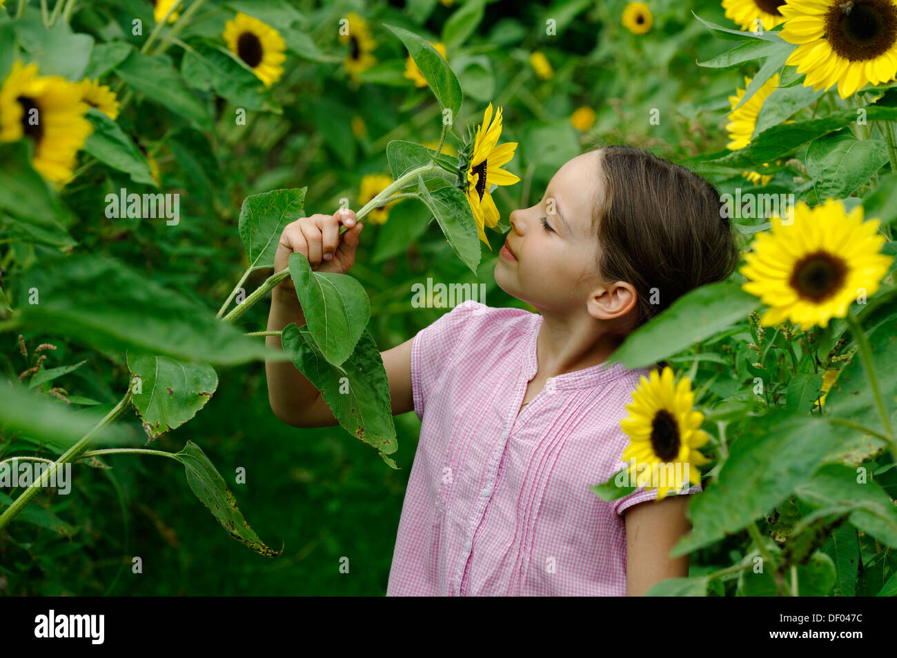 Girl in a sunflower field Stock Photo - Alamy
