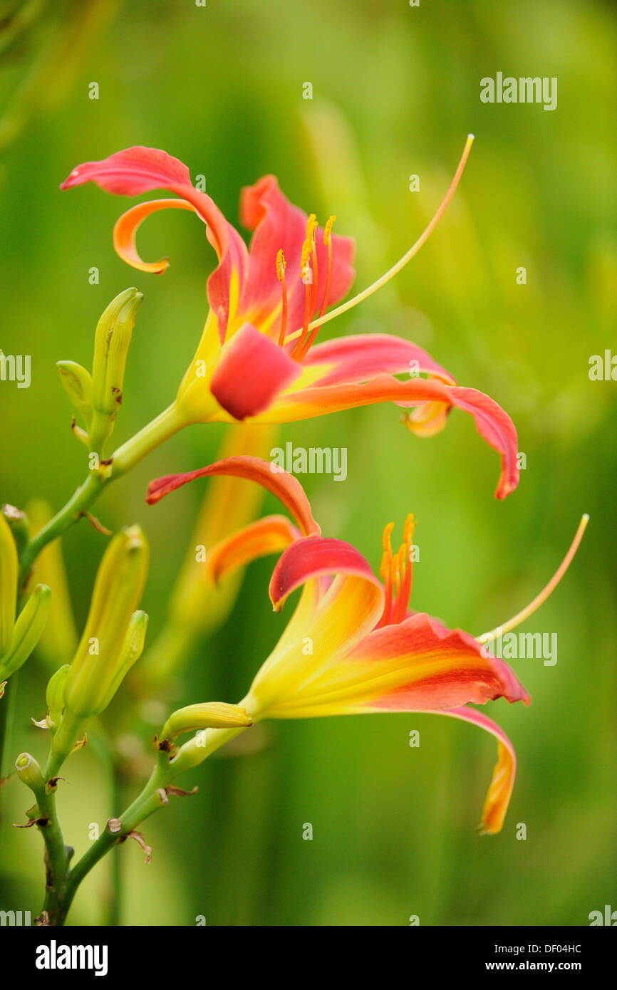 Orange daylilies Hemerocallis Stock Photo Alamy