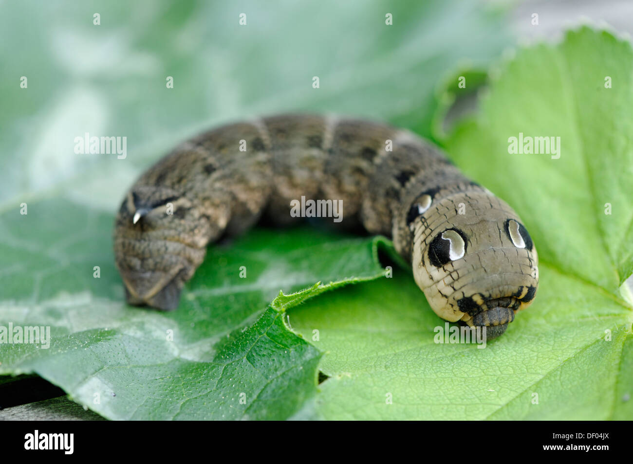 Caterpillar of the Elephant Hawk-moth (Deilephila elpenor) Stock Photo