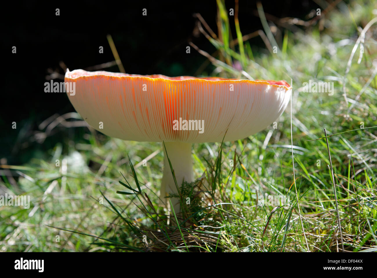 Young fly agraric (Amanita muscaria), Hoernle, Ammergau Alps, Upper Bavaria Stock Photo