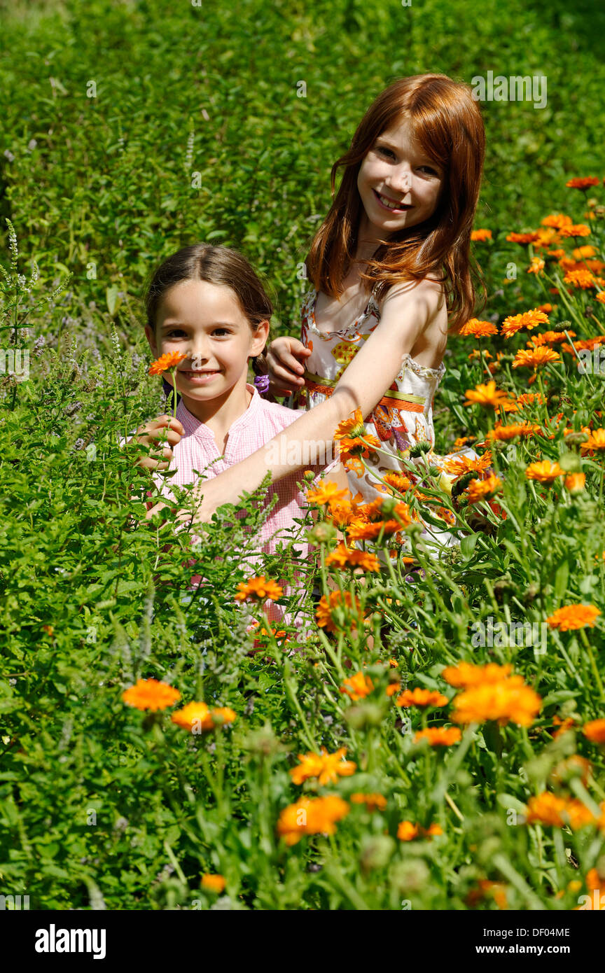 Girls in a meadow of marigolds, Kräuter-Erlebnis-Park herb theme park, Bad Heilbrunn, Loisachtal, Tölzer Land, Upper Bavaria Stock Photo