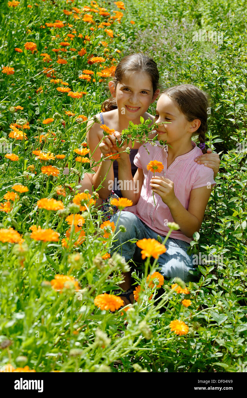 Girls in a meadow of marigolds, Kräuter-Erlebnis-Park herb theme park, Bad Heilbrunn, Loisachtal, Tölzer Land, Upper Bavaria Stock Photo