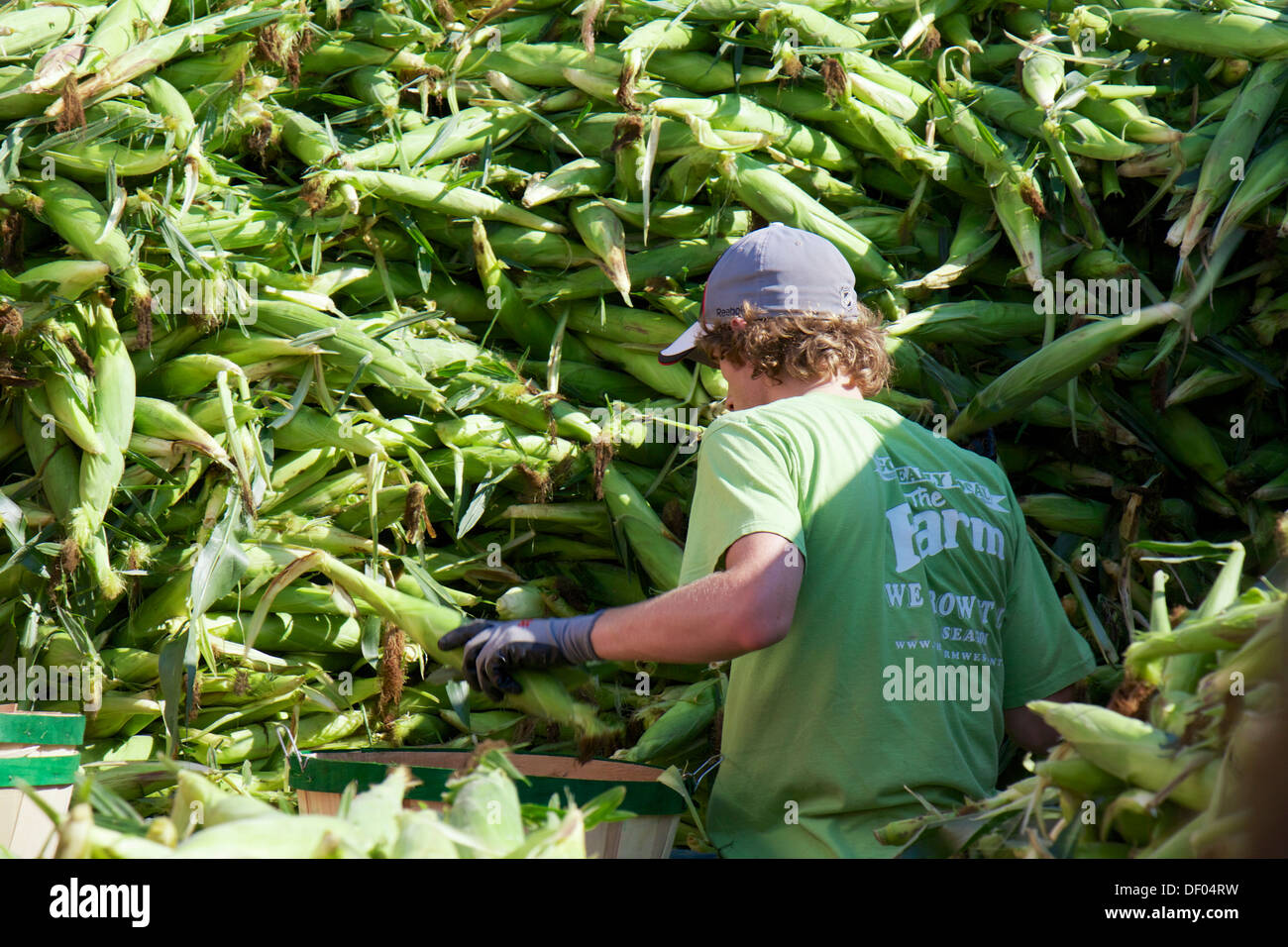 Farm hand filling bushel with ears of corn. Oak Park, Illinois Farmers' Market Stock Photo