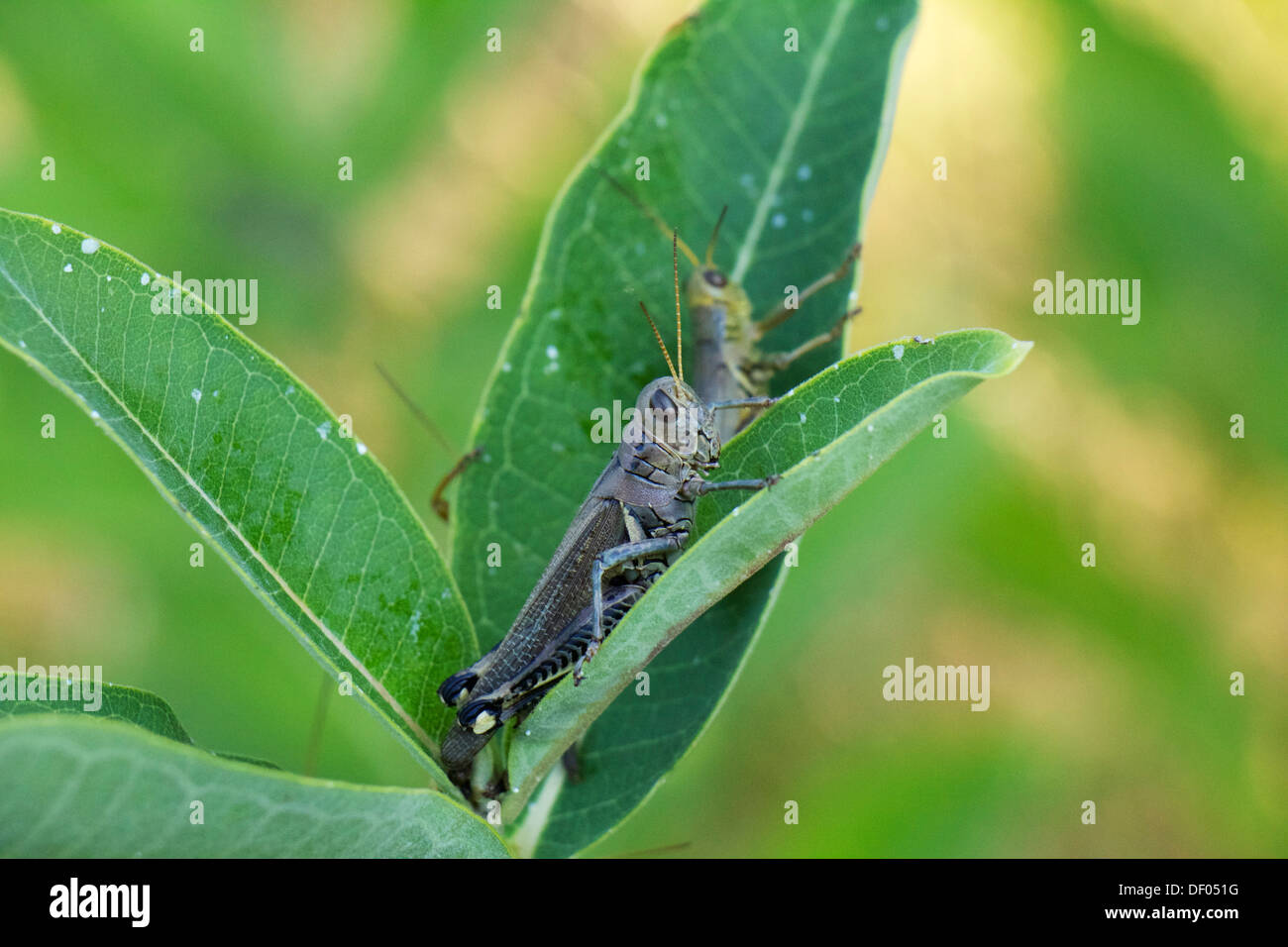 Differential (Melanoplus differentialis) on milkweed plant. Cook County Illinois