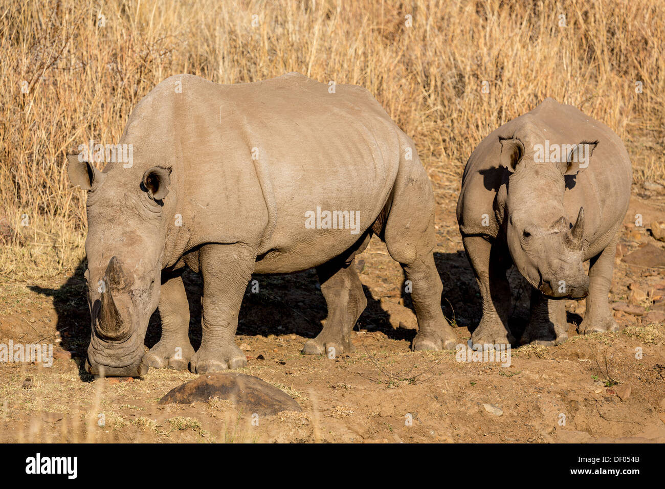 Two Rhinos grazing in the dry savannah lands of Pilanesberg National Park, South Africa Stock Photo