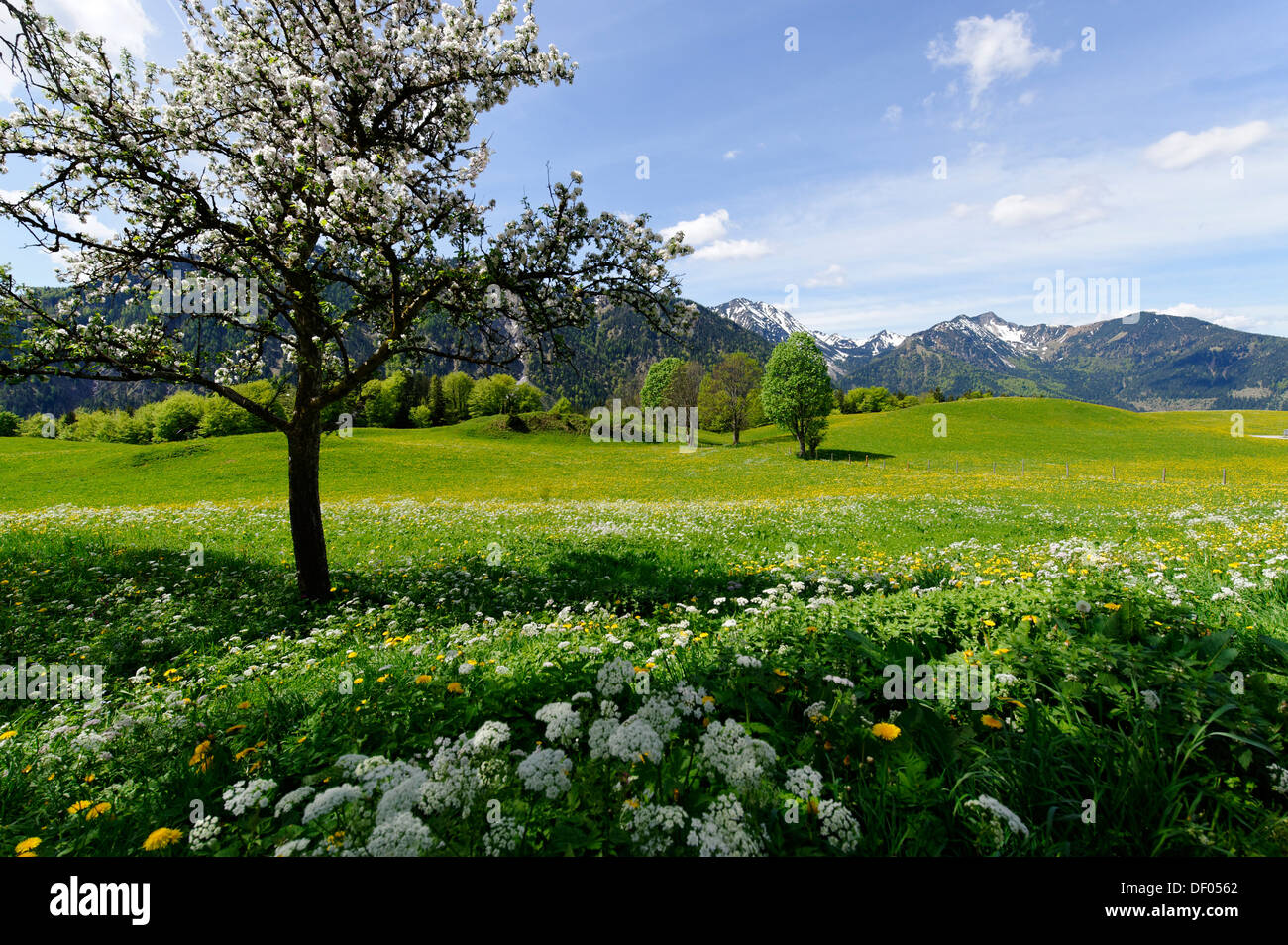 Meadows in spring near the Siglhof Cafe, Hochkreuth, Siglalm alp in the Leitzachtal valley, Bayrischzell, Upper Bavaria, Bavaria Stock Photo