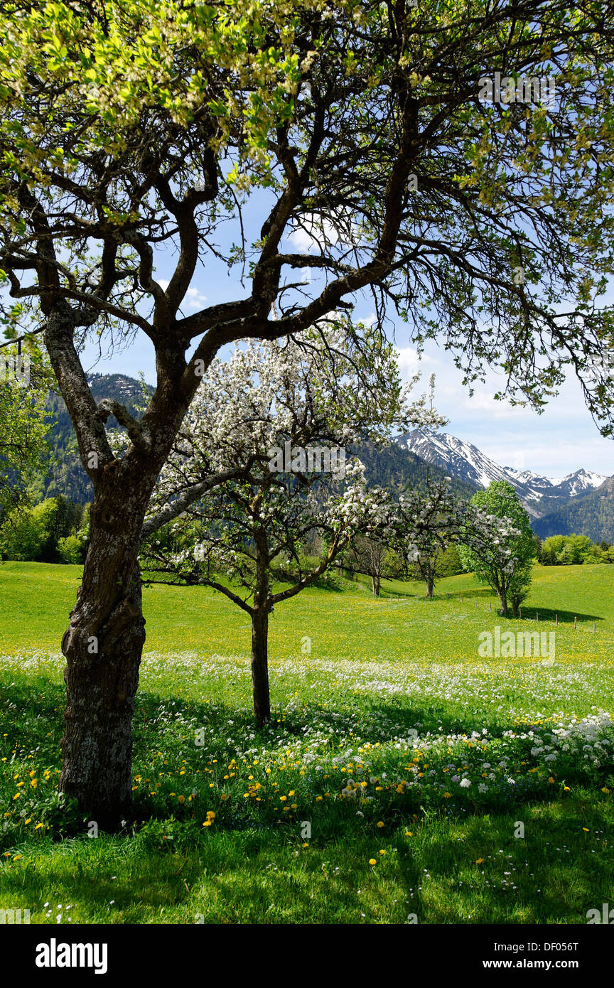 Meadows and flowering fruit trees in spring, orchards, Hochkreuth in the Leitzachtal valley, near Bayrischzell, Upper Bavaria Stock Photo