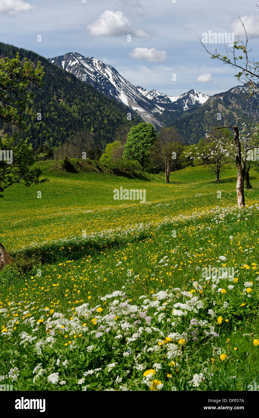 Meadows and flowering fruit trees in spring, orchards, Hochkreuth in the Leitzachtal valley, near Bayrischzell, Upper Bavaria Stock Photo