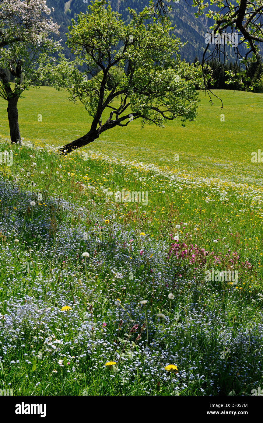 Meadows and flowering fruit trees in spring, orchards, Hochkreuth in the Leitzachtal valley, near Bayrischzell, Upper Bavaria Stock Photo