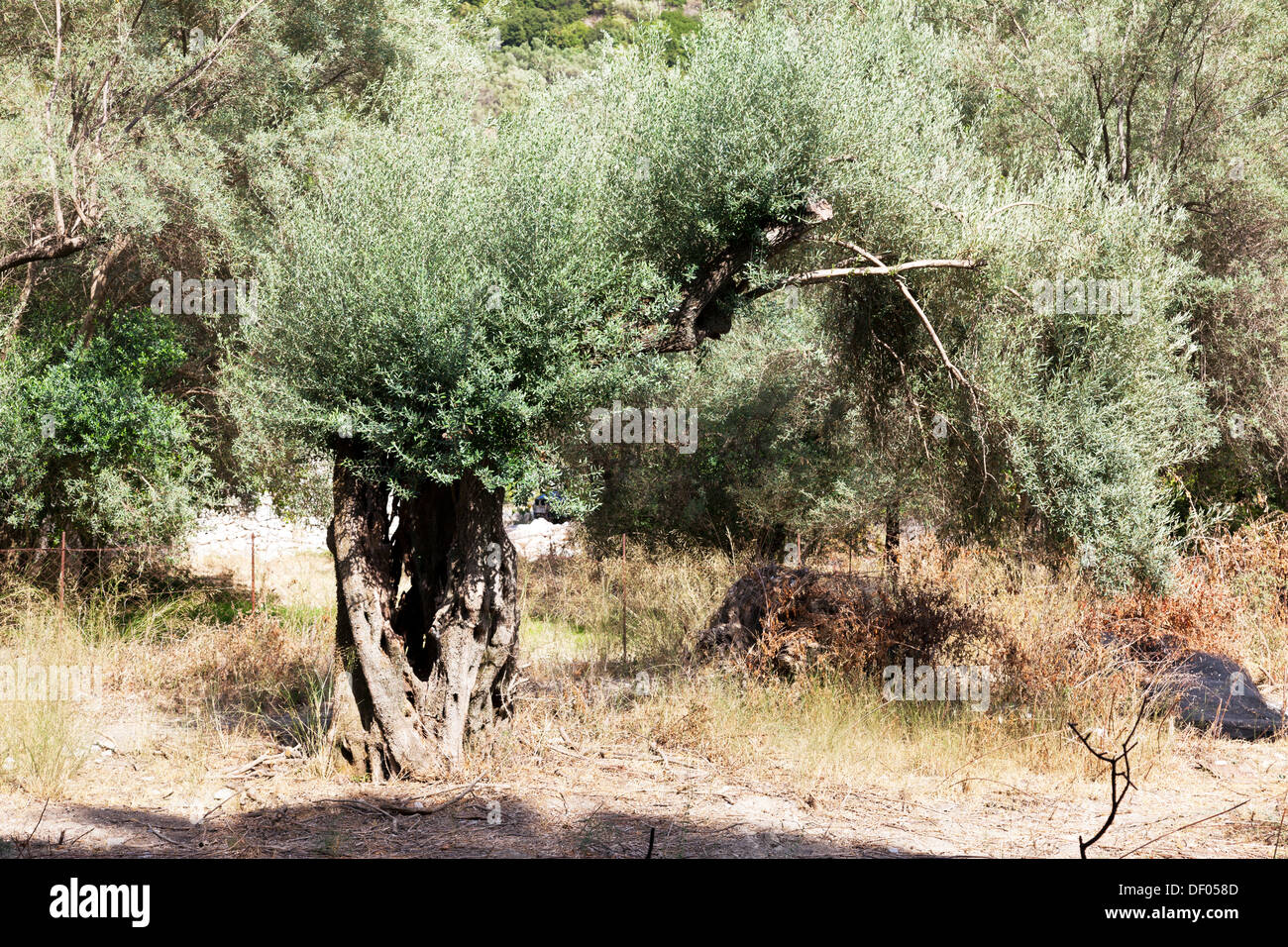 old olive tree in grove bent over to right Nidri Nydri Lefkada Lefkas Greek Island Greece Stock Photo