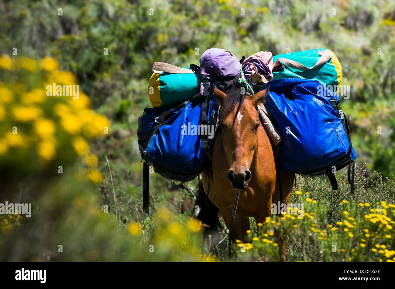 Heavy-laden horse in the highlands, Drakensberg, Kingdom of Lesotho, southern Africa Stock Photo