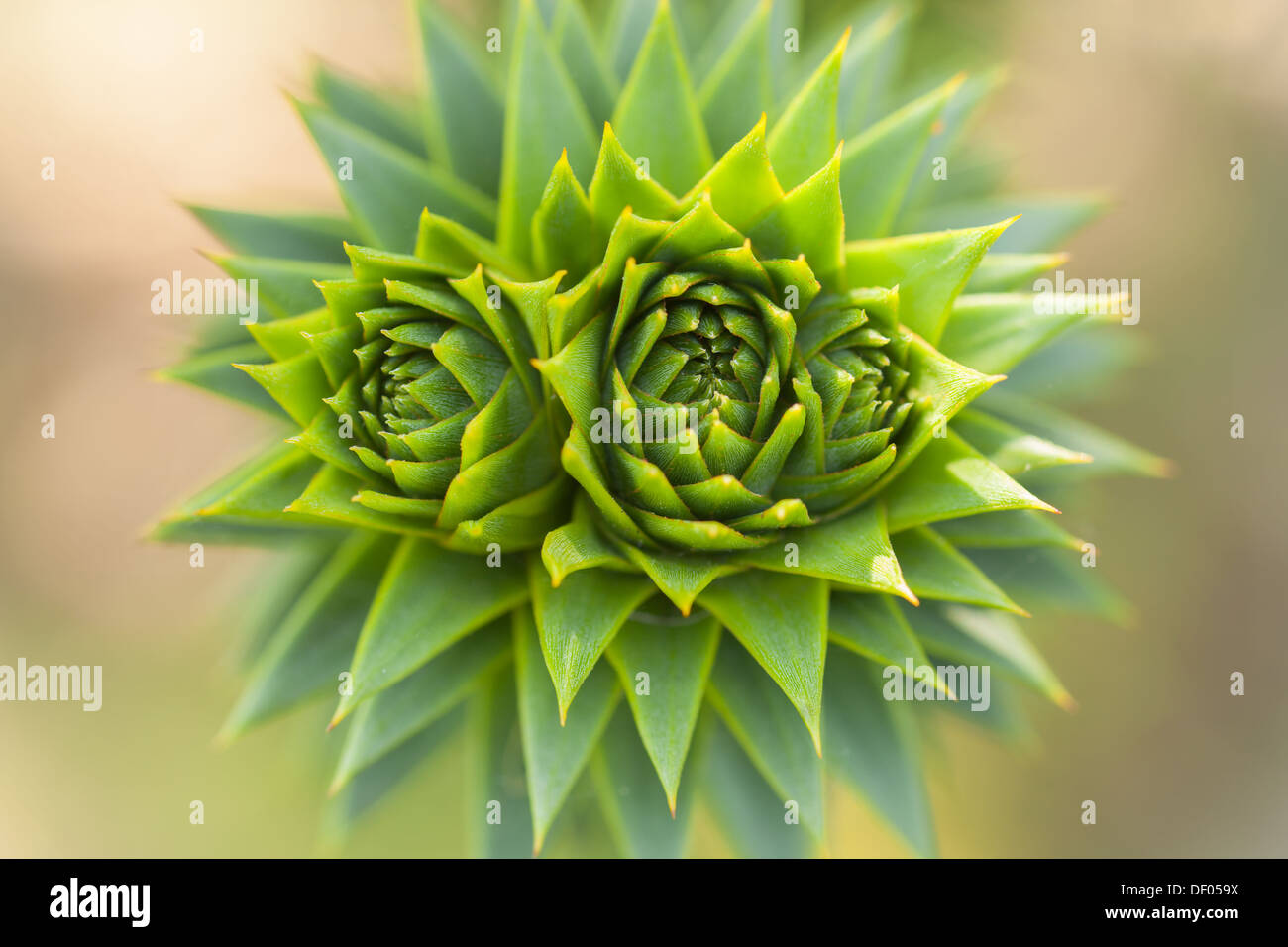 A Monkey Puzzle Tree Shoots into life in Spring Stock Photo