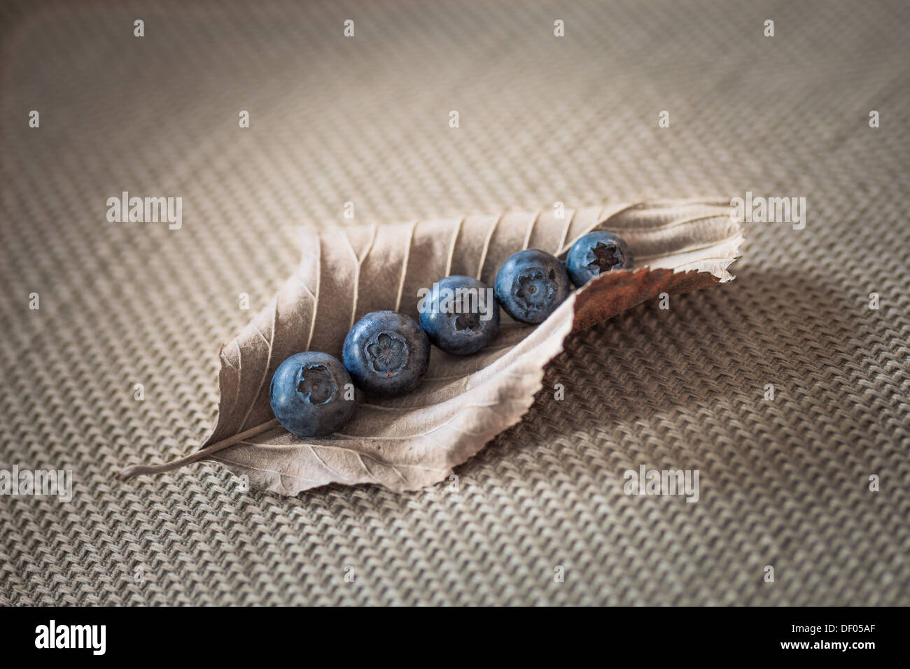 Juicy Blueberries nestled within a dried leaf on linen Stock Photo