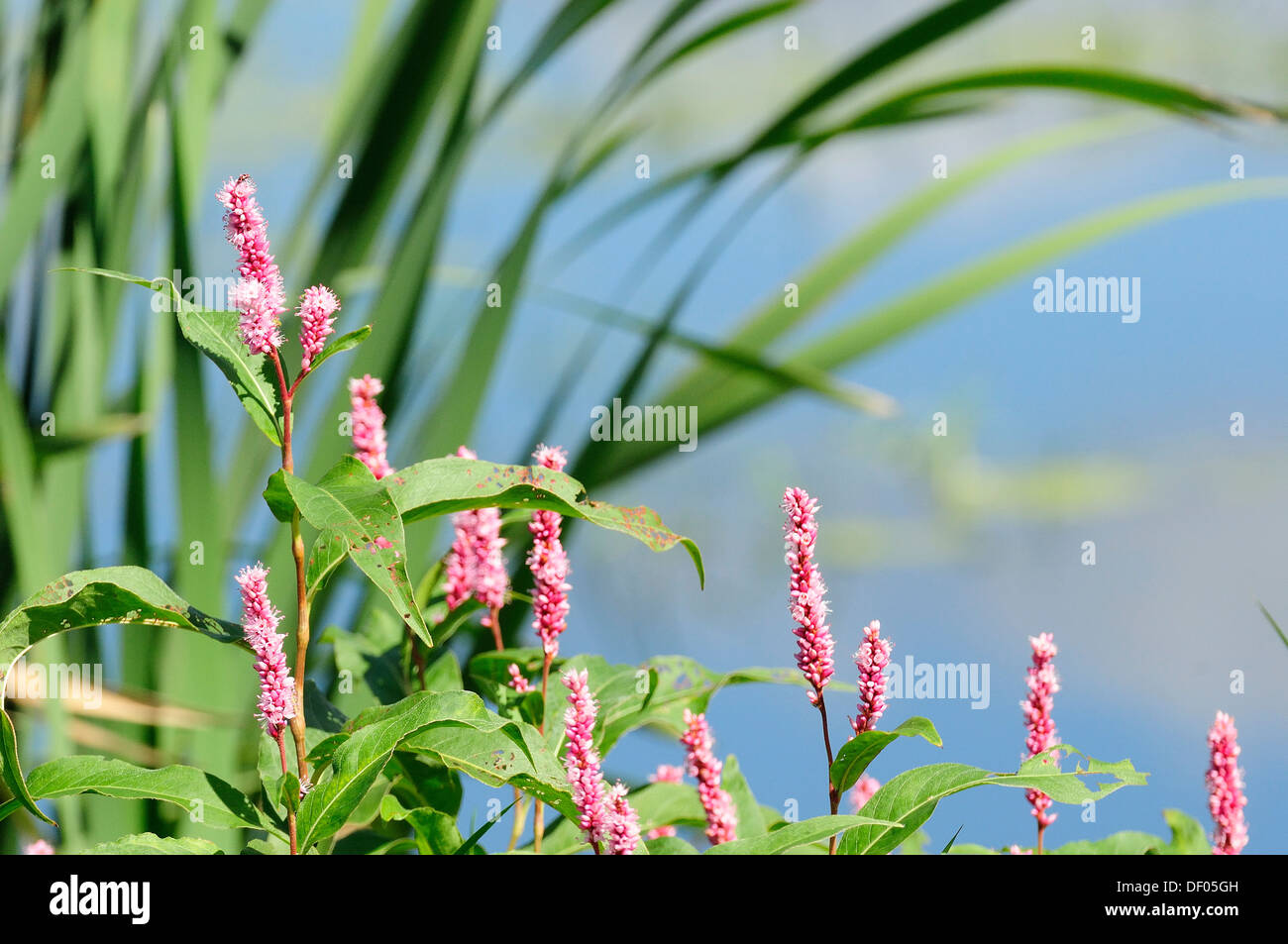 Swamp flower and cattail reeds. Long- bristled Smartweed - Polygonum ...