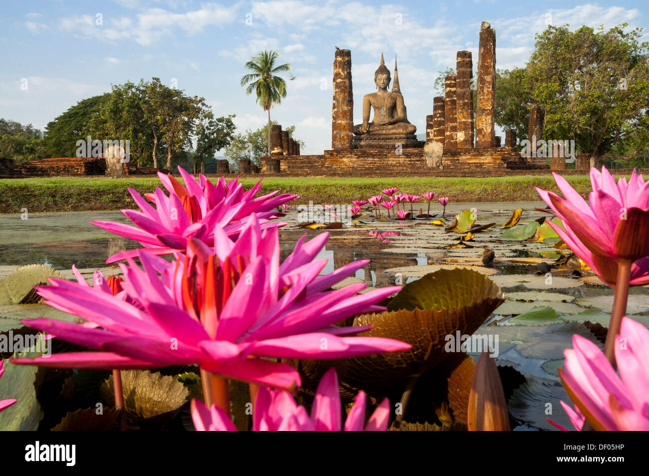 Red Water Lilies (Nymphaea rubra) in a pond in front of a seated Buddha statue at Wat Mahathat temple, Sukhothai Historical Park Stock Photo