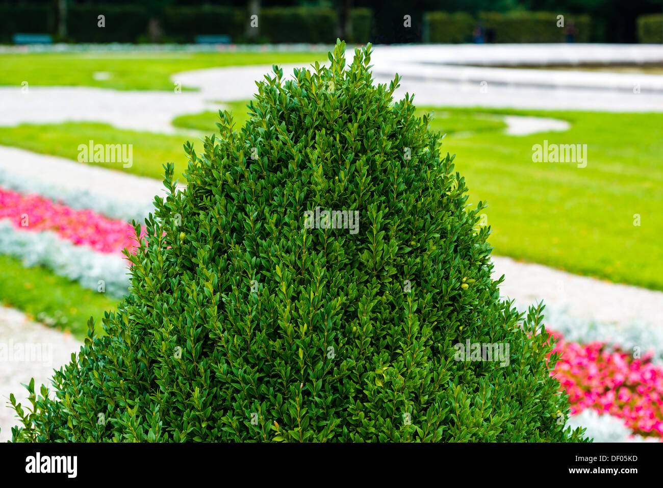 Detail of a unique beautiful ornamental garden with box tree Stock