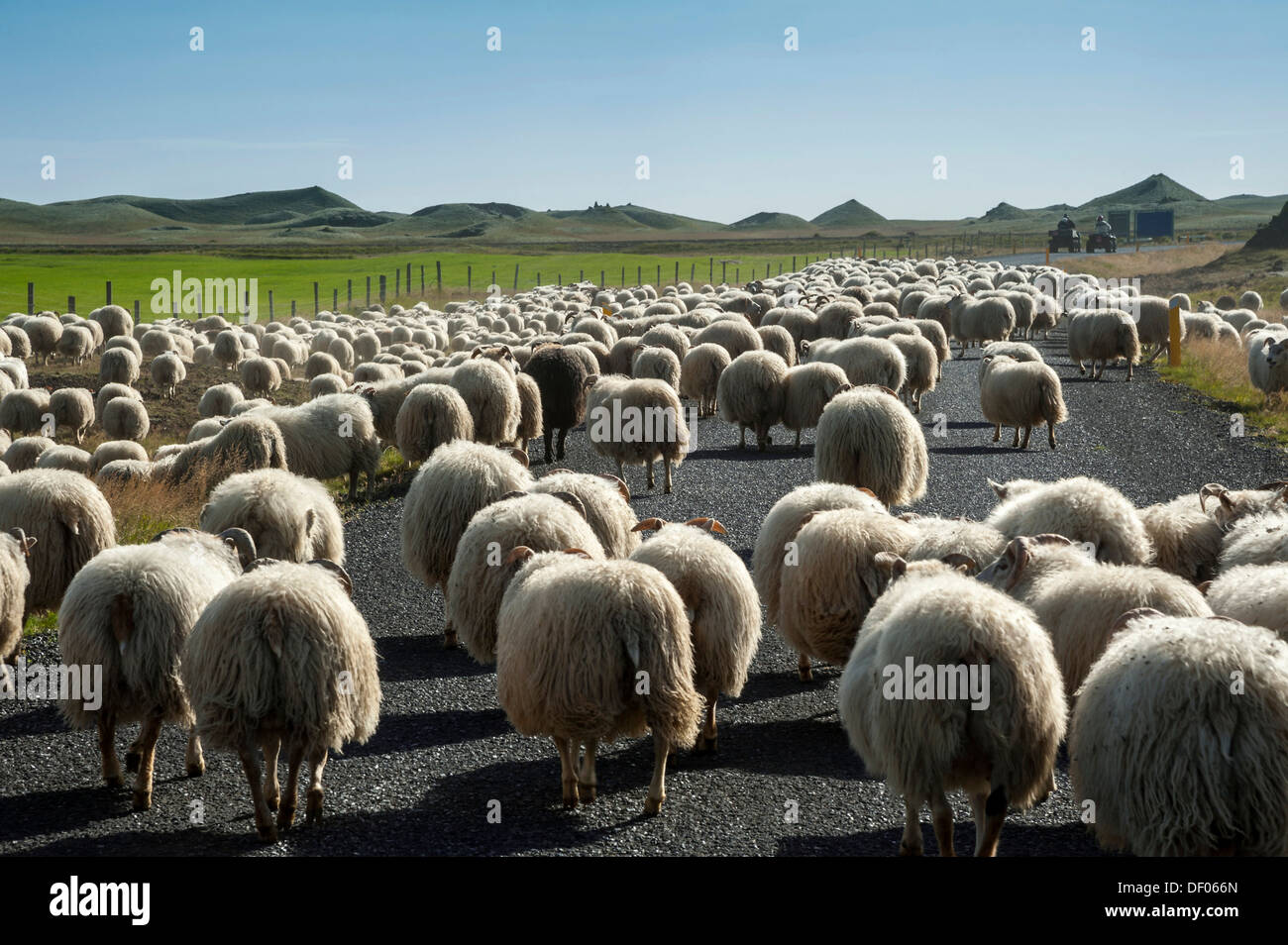 Flock of sheep on the road, quads, bringing down sheep in Kirkjubæjarklaustur, South Iceland, Iceland, Europe Stock Photo