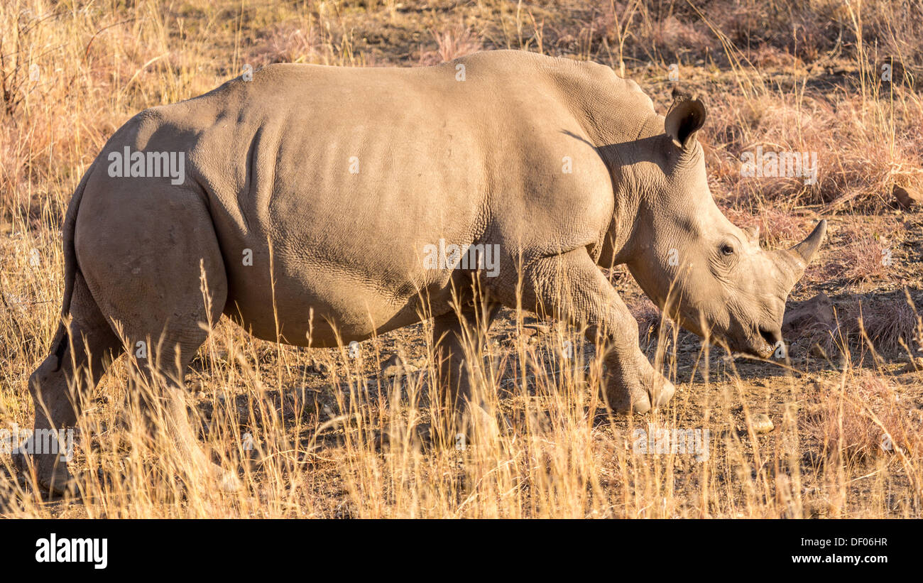 A Rhino grazing in the dry savannah lands of Pilanesberg National Park, South Africa Stock Photo