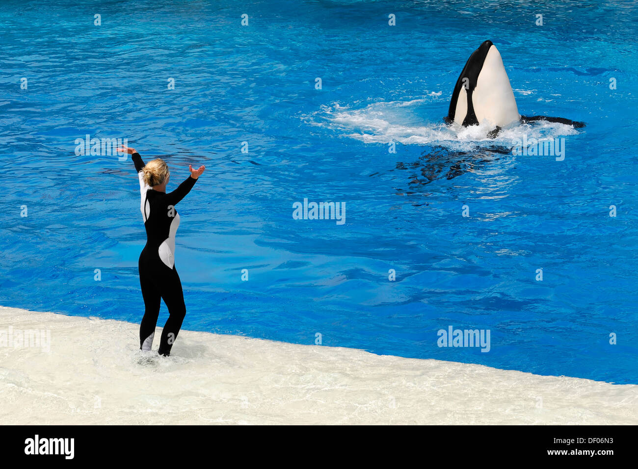 Trained killer whale, orca (Orcinus orca), Shamu Stadium, SeaWorld, San Diego, California, USA, North America Stock Photo