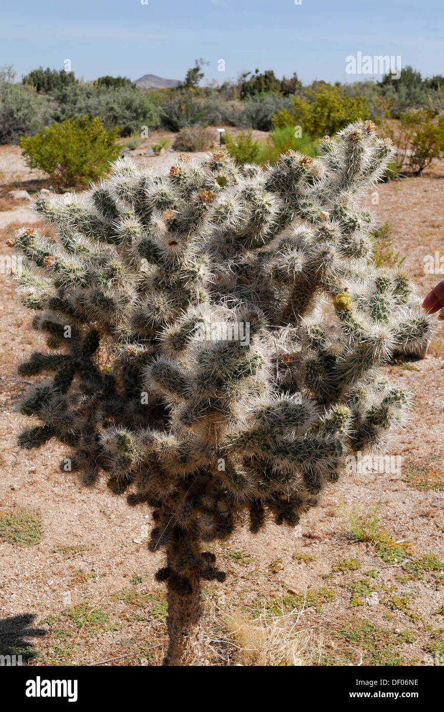 Teddybear Cholla (Cylindropuntia bigelovii), Joshua Tree National Park, Palm Desert, California, USA, North America Stock Photo