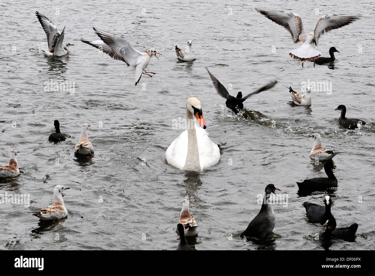 Birds, waterfowls waiting for food, Alster River, Hanseatic City of Hamburg Stock Photo