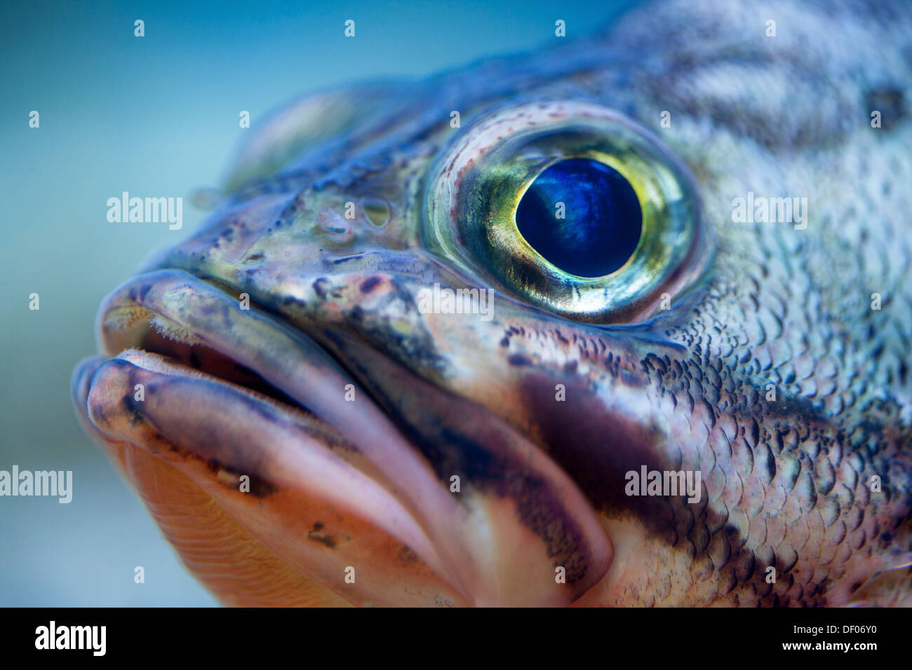 Helicolenus hilgendorfii hires stock photography and images Alamy