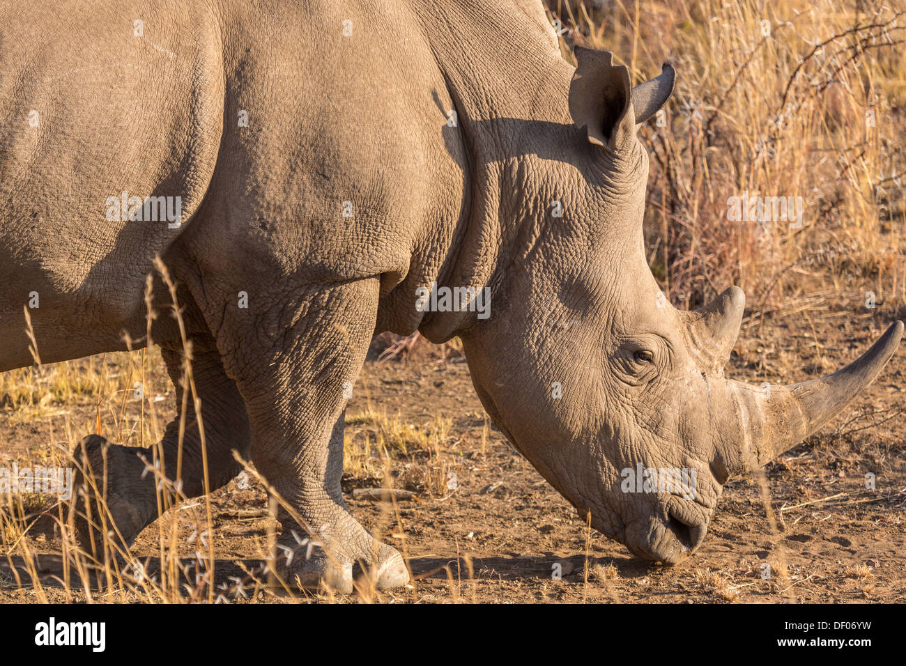 A Rhino grazing in the dry savannah lands of Pilanesberg National Park, South Africa Stock Photo