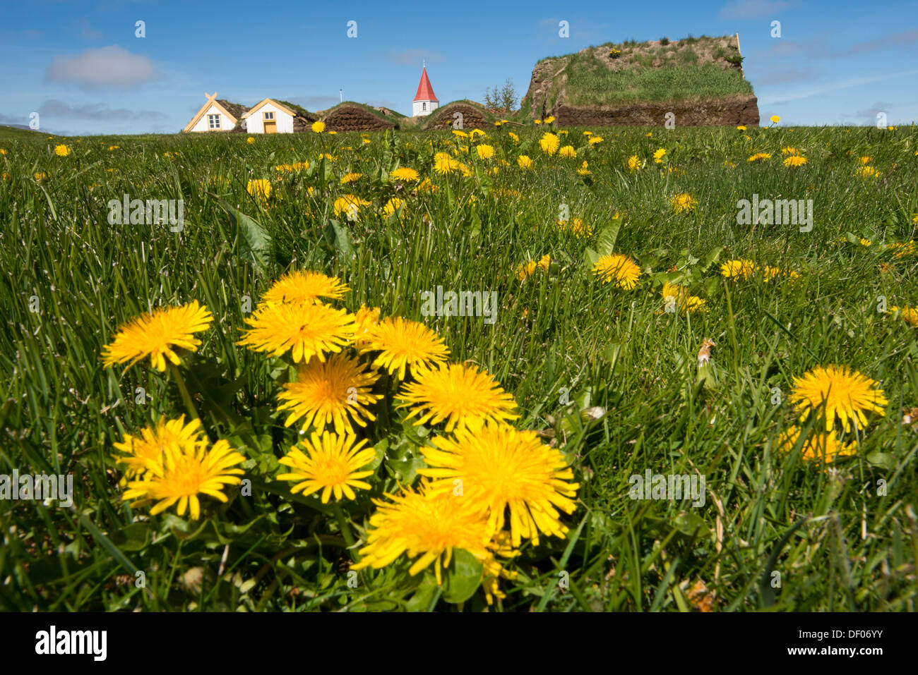 Dandelion (Taraxacum), in front of a turf farmhouse or Glaumbær Peat Museum, Peninsula Skagi, Norðurland vestra Stock Photo